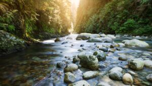 Living in Lynn Valley, North Vancouver: Where Nature Meets Home